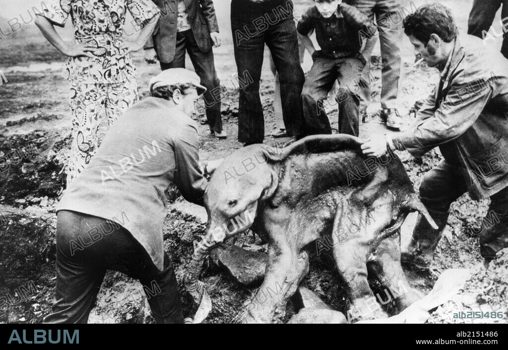 Two men lifting the preserved carcass of a baby mammoth (named dima) from where it was accidently unearthed from the permafrost by a bulldozer on the grounds of the frunze gold fields in the susumansky region of the magadan oblast, the body was found in the valley of the small river, kirgilyakh in 1977. 01/02/1977