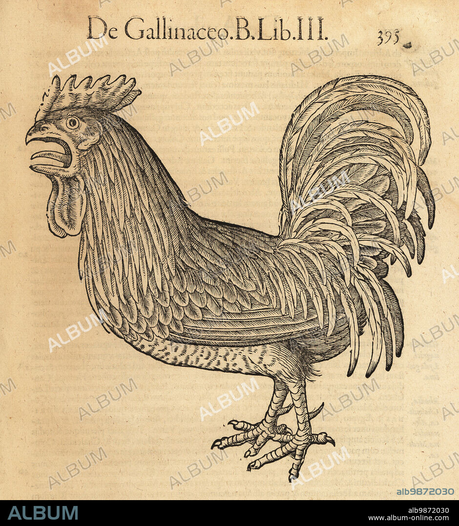 Rooster or cock, Gallus domestica. De Gallinaceo, Gallus gallinaceus, coq, gau, gallo, Han, Hausshan, cok, kokot. Woodcut engraving after an illustration by Lucas Schan and Conrad Gessner from Conrad Gessners Historiae Animalium, De avium natura, (Natural history of animals: birds), Frankfurt, Wechel for Cambier, 1585.