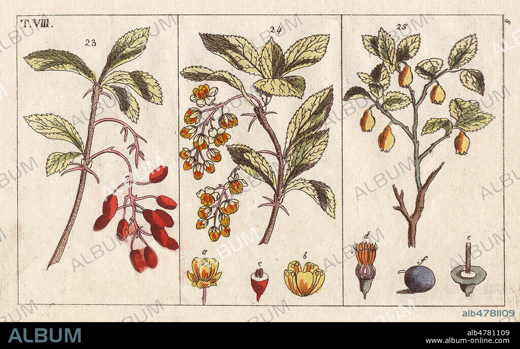 EPINE VINETTE et MYRTILLE Commune - Barberry and bilberry, Berberis vulgaris, Vaccinium myrtillus. - Gravure coloree a la main, Illustration de J. SCHALY pour l'ouvrage de G T WILHELM : Encyclopedie d'Histoire Naturelle, 1816, debut 19eme siecle. Credit FLORILEGIUS/KHARBINE TAPABOR.. Handcolored copperplate engraving of a botanical illustration by J. Schaly from G. T. Wilhelm's "Unterhaltungen aus der Naturgeschichte" (Encyclopedia of Natural History), Vienna, 1816. Gottlieb Tobias Wilhelm (1758-1811) was a Bavarian clergyman and naturalist in Augsburg, where the first edition was published.