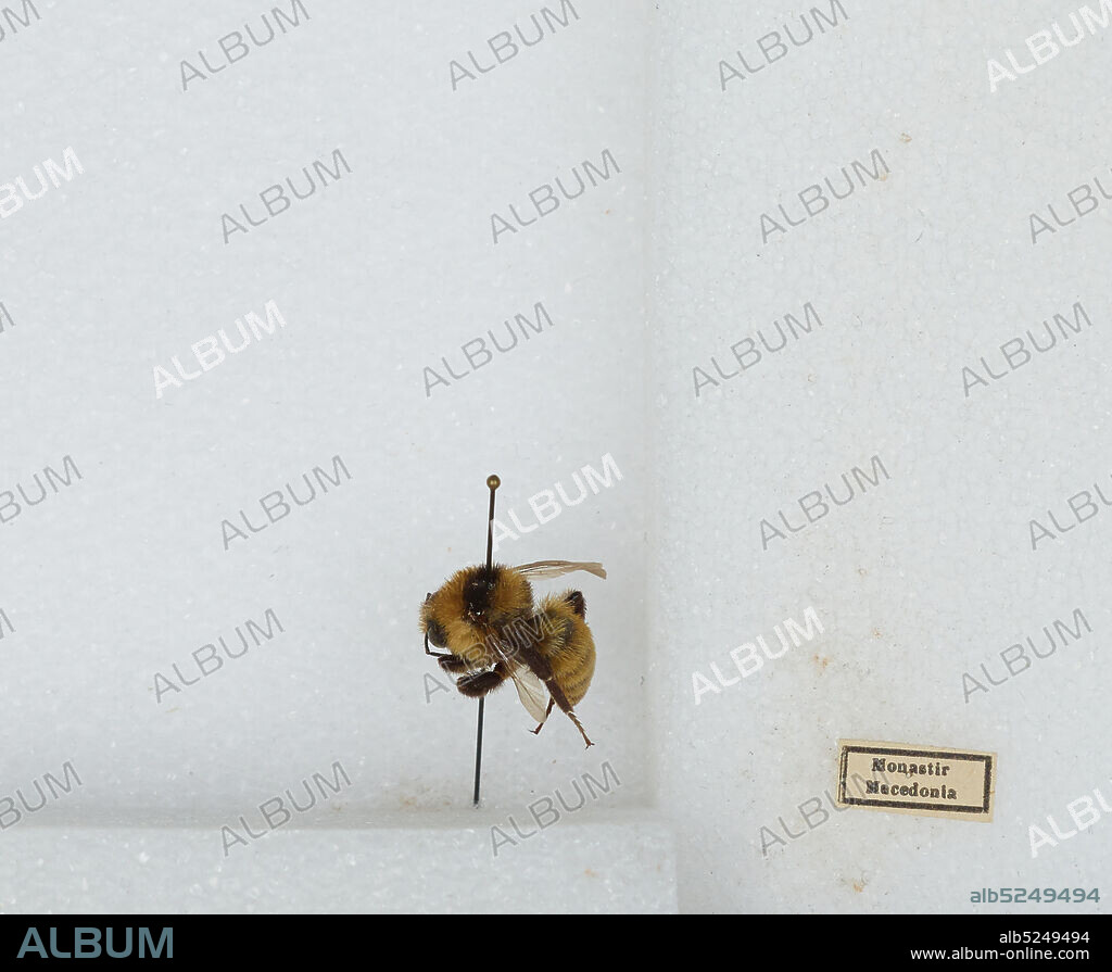 Monastir, Bitola, Macedonia, Bombus (Thoracobombus) zonatus Smith, Animalia, Arthropoda, Insecta, Hymenoptera, Apidae, Apinae.