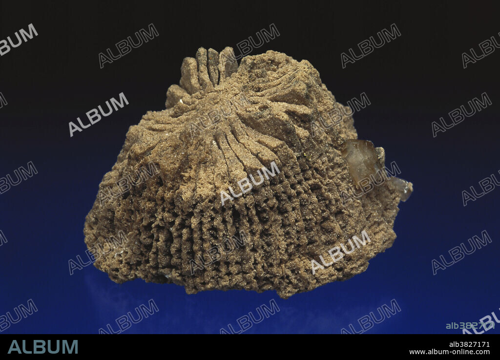 Internal cast of a rugose coral (Heliophyllum sp.) from Mid-Devonian Indiana. Dimensions: 5 x 3 x 3.5 cm.