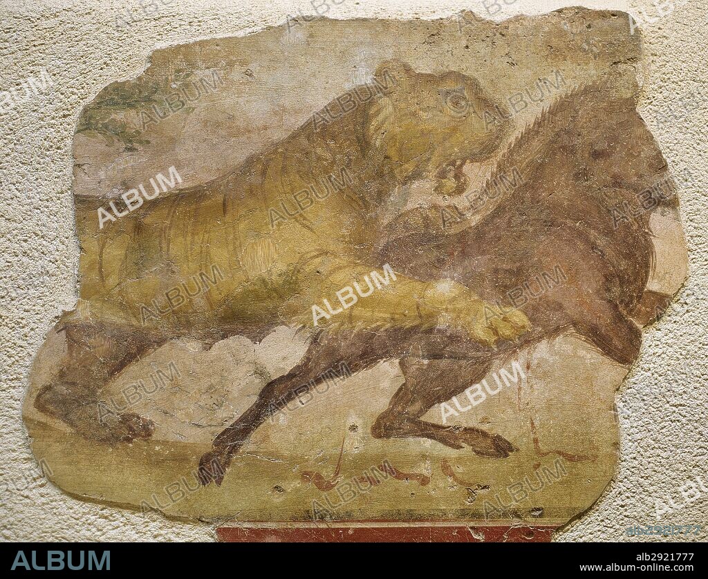 Detalle de una pintura mural de época romana que decoraba la balaustrada del anfiteatro de Mérida. En ella se representa a un TIGRE ATACANDO UN JABALI. Museo Nacional de Arte Romano. Mérida. Provincia de Badajoz. Extremadura. España.