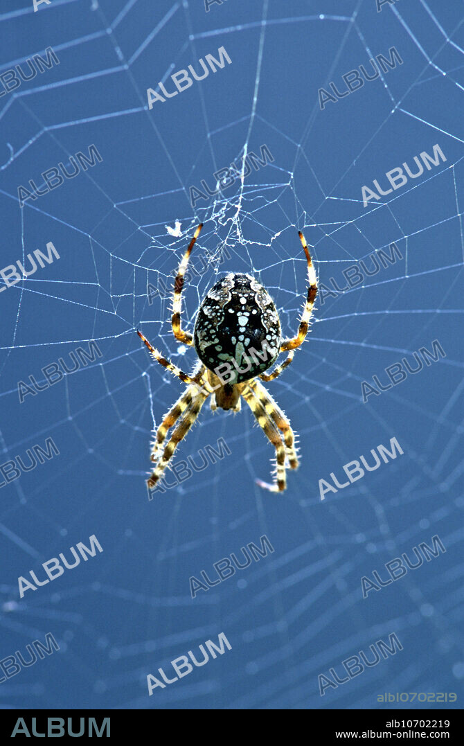 Diadem Spider