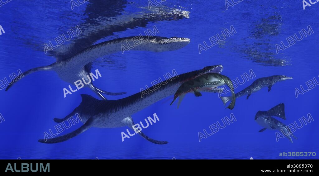 A Metriorhynchus becomes a meal for a Plesiosaurus marine reptile in blue Jurassic seas.