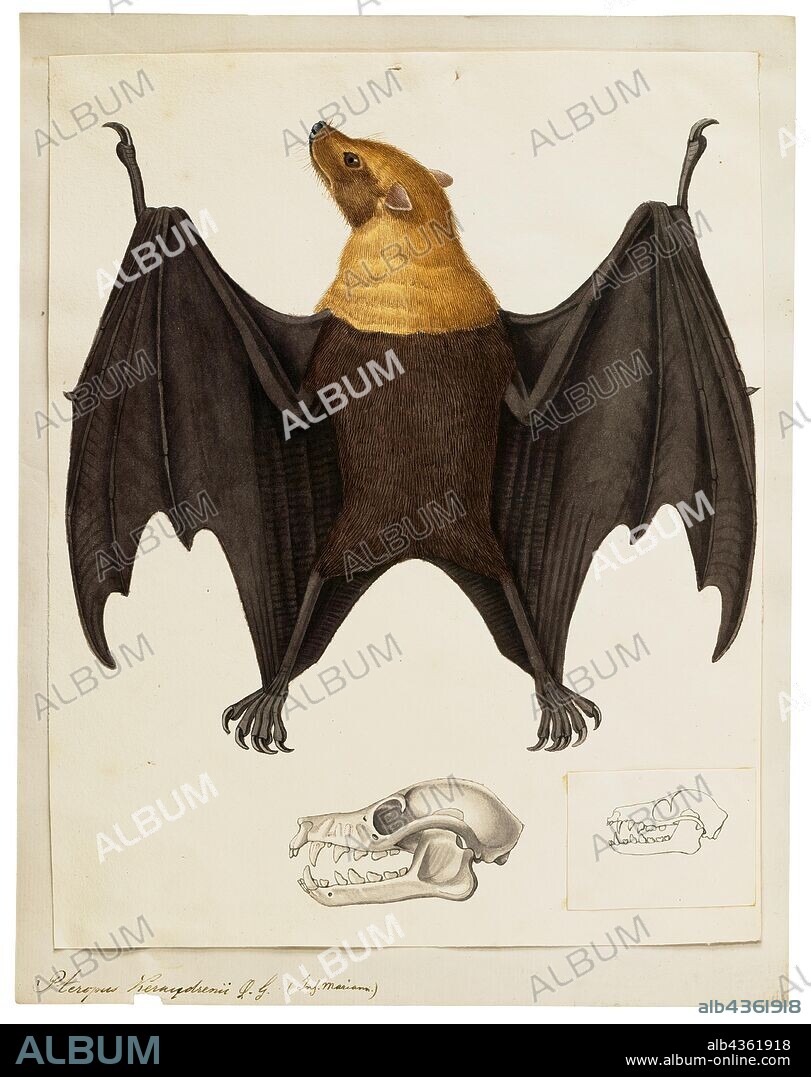 Pteropus keraudrenii, Print, Pteropus (suborder Yinpterochiroptera) is a genus of megabats which are among the largest in the world. They are commonly known as fruit bats or flying foxes, among other colloquial names. They live in the tropics and subtropics of Asia (including the Indian subcontinent), Australia, East Africa, and some oceanic islands in the Indian and Pacific Oceans. There are at least 60 extant species in the genus., with skull.