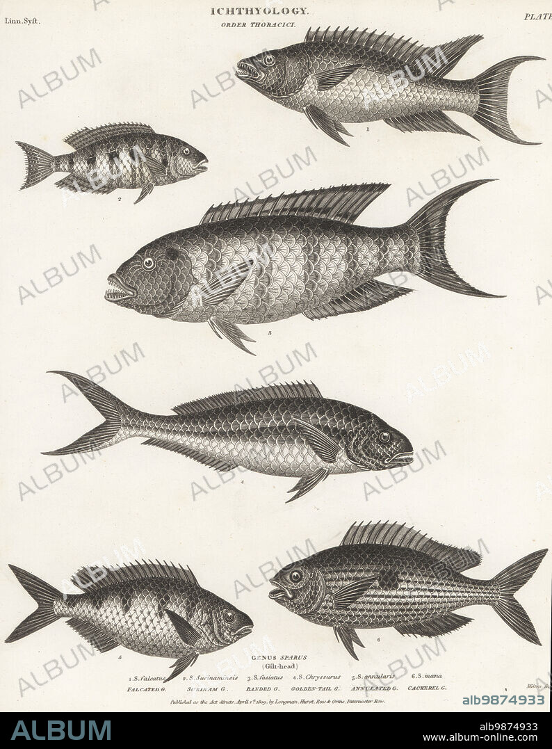 Spanish hogfish, Bodianus rufus 1, red-striped eartheater, Geophagus surinamensis 2, red-breasted wrasse, Cheilinus fasciatus 3, yellowtail snapper, Ocyurus chrysurus 4, annular sea bream, Diplodus annularis 5, and blotched picarel, Spicara maena 6. Copperplate engraving by Thomas Milton from Abraham Rees' Cyclopedia or Universal Dictionary of Arts, Sciences and Literature, Longman, Hurst, Rees, Orme, Paternoster Row, London, April 1, 1809.