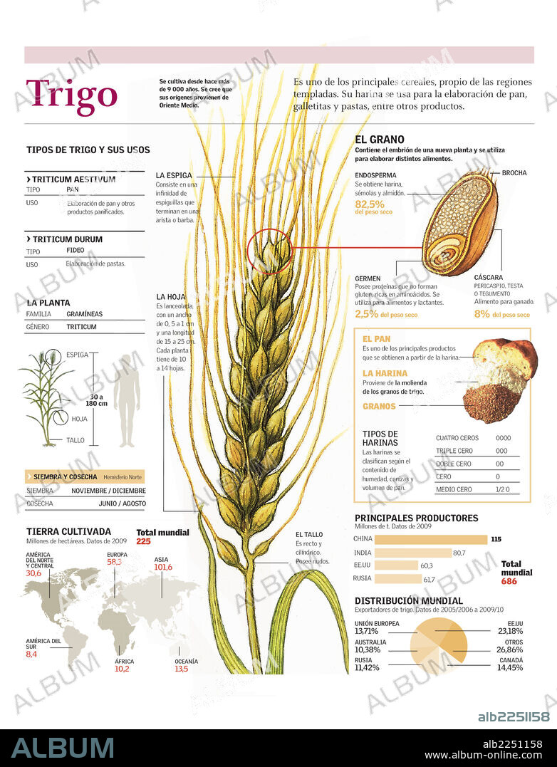 TRIGO. Infografía de la composición del trigo, sus tipos, productos derivados y producción a nivel mundial.