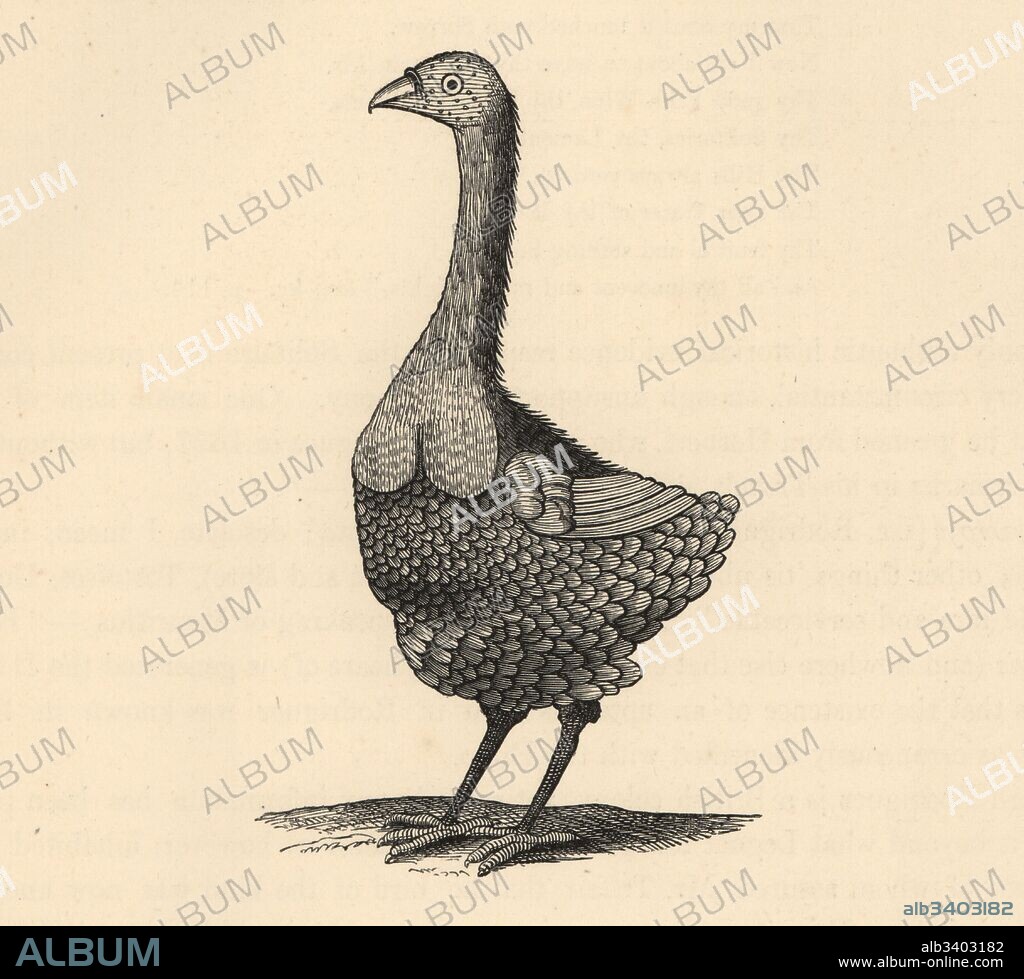 Illustration of a Rodrigues solitaire, Pezophaps solitaria, by Francois Leguat from his Voyage, published 1708. Wood engraving from Hugh Edwin Strickland and Alexander Gordon Melville's The Dodo and its Kindred, London, Reeve, Benham and Reeve, 1848.