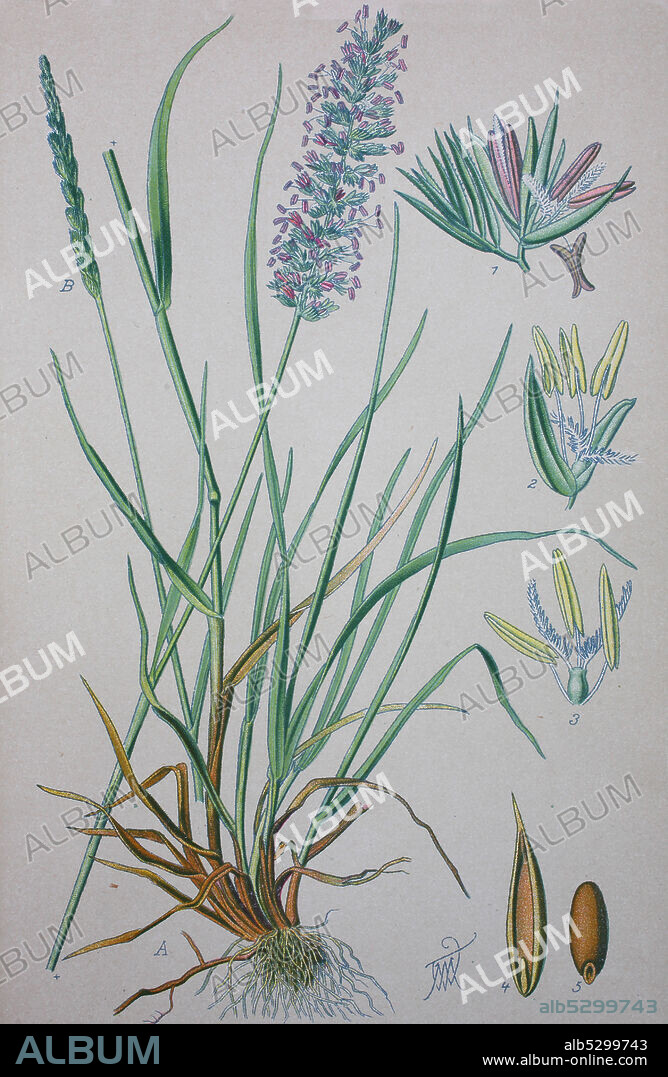 Cynosurus cristatus, Crested dog's-tail, is a short-lived perennial grass in the family Poaceae  /   Wiesen-Kammgras oder nur Kammgras (Cynosurus cristatus), digital improved reproduction of an original from the 19th century / digitale Reproduktion einer Originalvorlage aus dem 19. Jahrhundert.