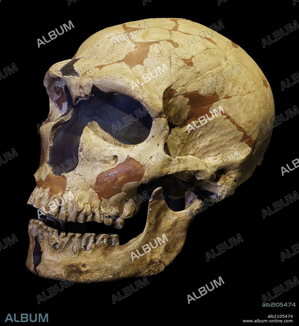 PIEZAS DE LA EXPOSICION "ARTE SIN ARTISTAS": REPLICA DE CRANEO Y MANDIBULA DE HOMO NEANDERTHALENSIS. ORIGINAL: DE LA CUEVA DE FERRASSIE, (FRANCIA), 120000 AÑOS.