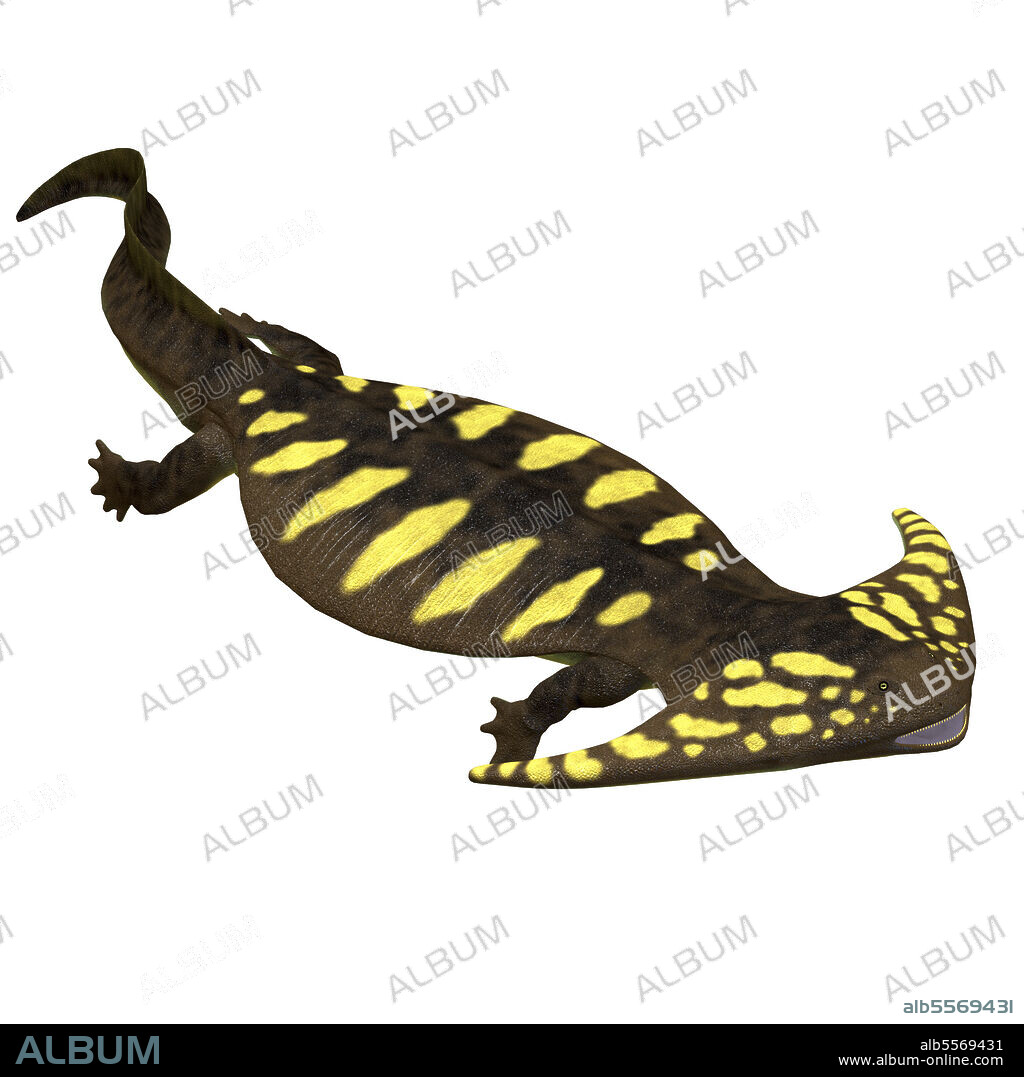 Diplocaulus amphibian, side profile. Diplocaulus was an amphibian tetrapod that lived in the Permian and Carboniferous Periods of North America and Africa.