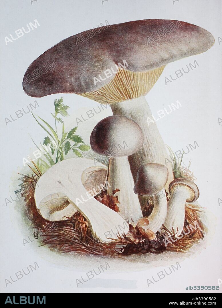 Clitocybe nebularis or Lepista nebularis, commonly known as the clouded agaric or cloud funnel, digital reproduction of an ilustration of Emil Doerstling (1859-1940).