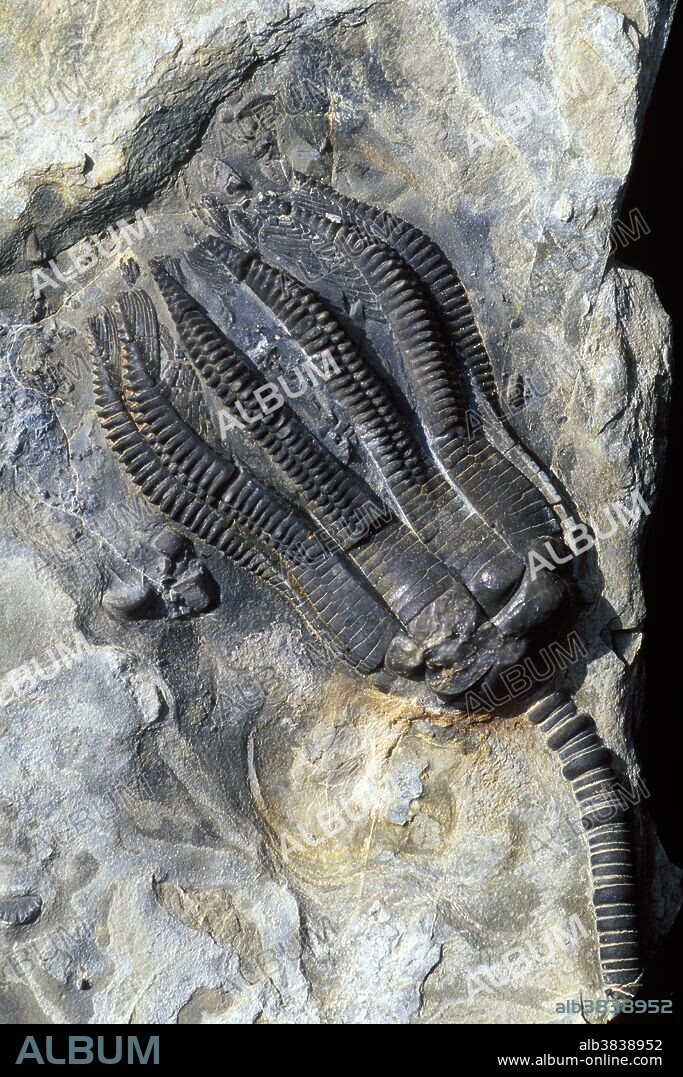 Fossil stalked crinoid or sea lily: Encrinus liliformis. Triassic period. Alverdissen, Germany.