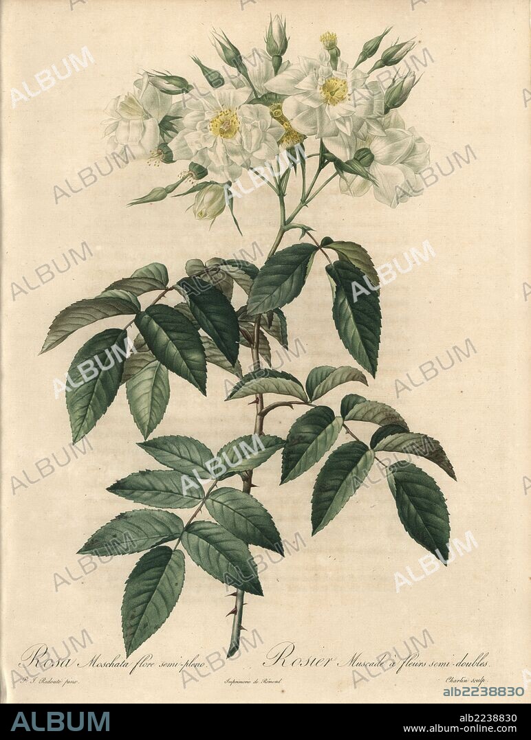 Semi-double musk rose, Rosa moschata var. plena (Rosa moschata flore semi-pleno). Handcoloured stipple copperplate engraving by Charlin after an illustration by Pierre-Joseph Redoute from "Les Roses," Firmin Didot, Paris, 1817.