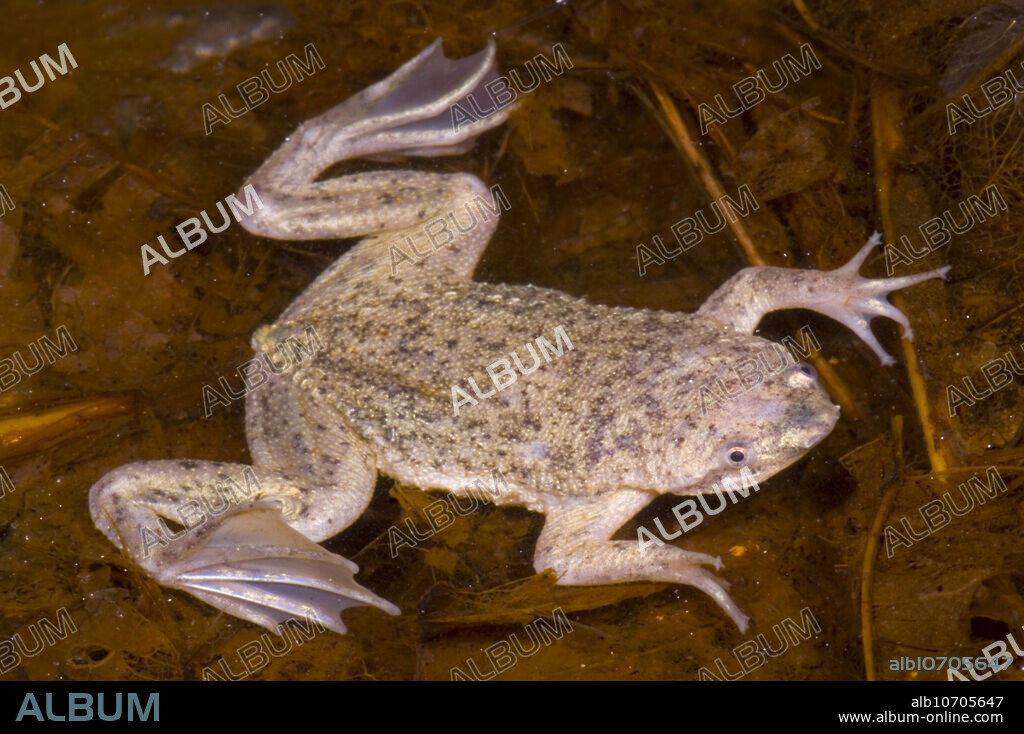 Pipa parva is an aquatic frog of the family Pipidae. They are found from Northwestern Venezuela to Northeastern Colombia. Females carry their eggs on their backs. The eggs sink into a special spongy tissue and are concealed from view shortly after being placed on the female's dorsum by the male. Tadpoles hatch and swim out of the special spongy skin. These frogs have special structures on their fingertips that detect electrical fields produced by prey items. These organs look like small star shaped structures at each finger tip. For this reason, these frogs are sometimes called star-fingered toads. This individual was photographed in 2007.
