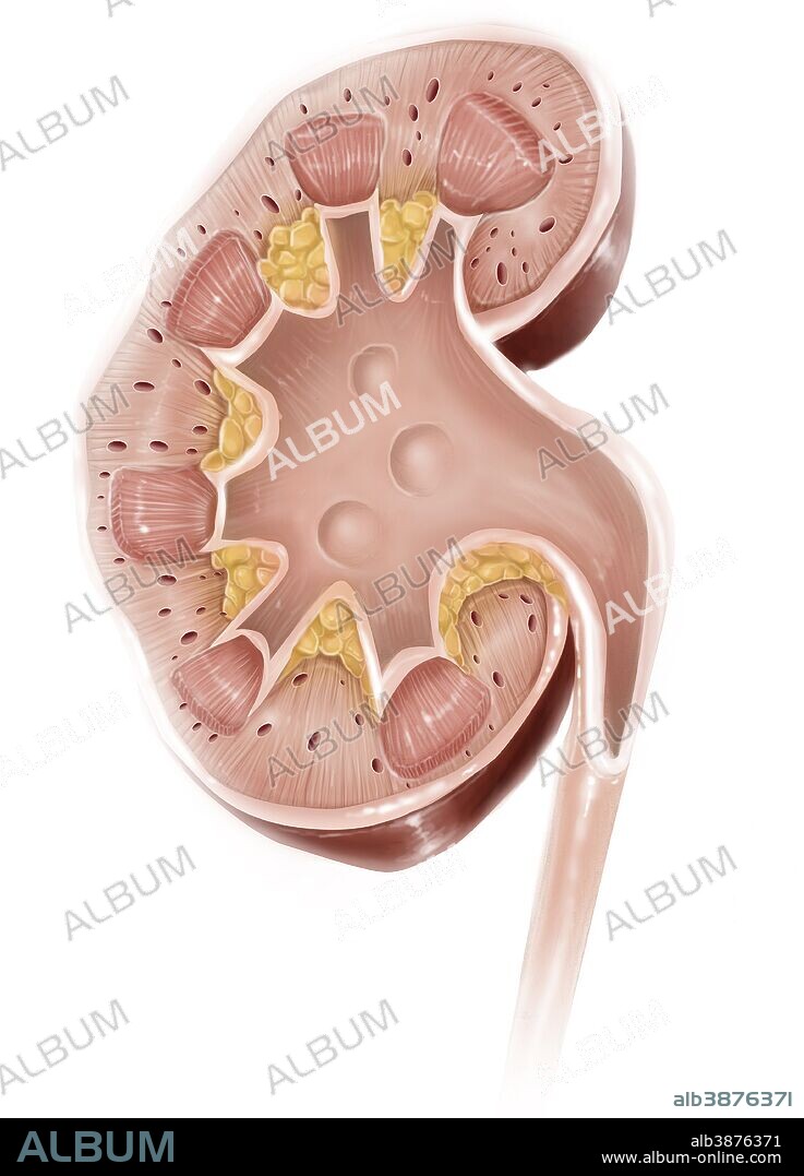 Cross section of a human kidney.