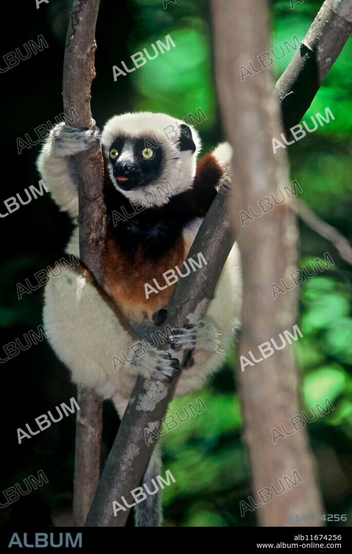 Coquerel's sifaka