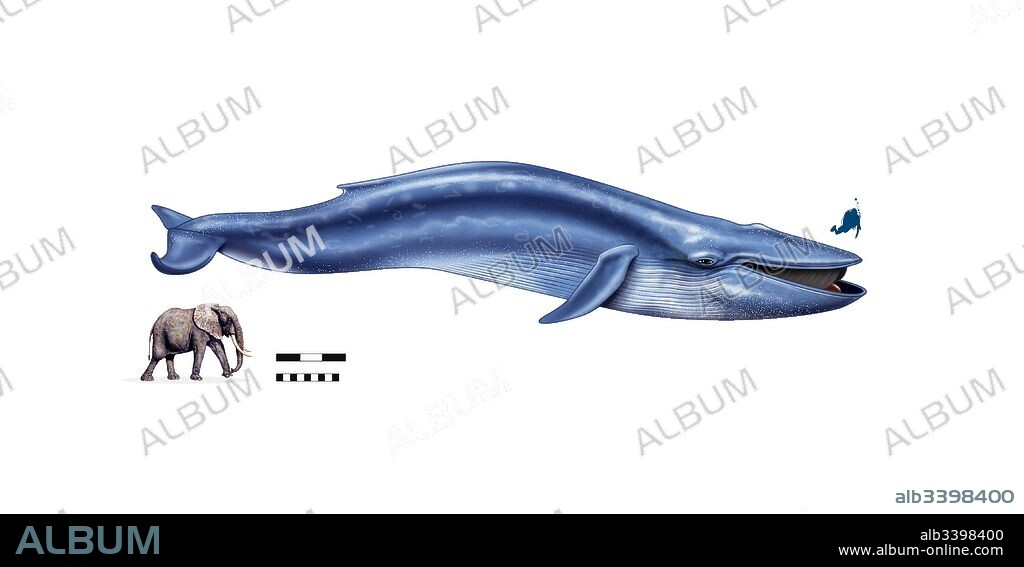 Tamaño comparativo entre la ballena azul, el elefante y el hombre.