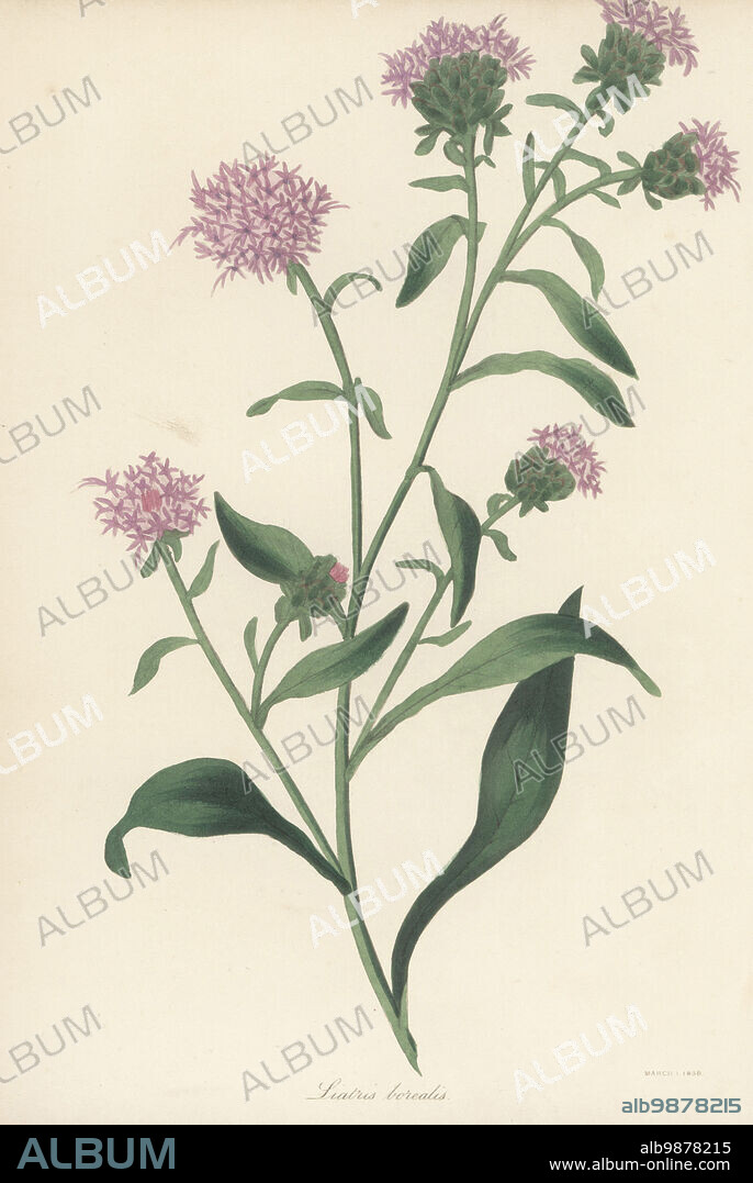 Savanna blazing star, Liatris scariosa. Native of north America, introduced by Scottish plant collector Thomas Drummond to Glasgow Botanic Garden. Northern liatris, Liatris borealis. Handcoloured lithograph from Joseph Paxtons Magazine of Botany, and Register of Flowering Plants, Volume 5, Orr and Smith, London, 1838.