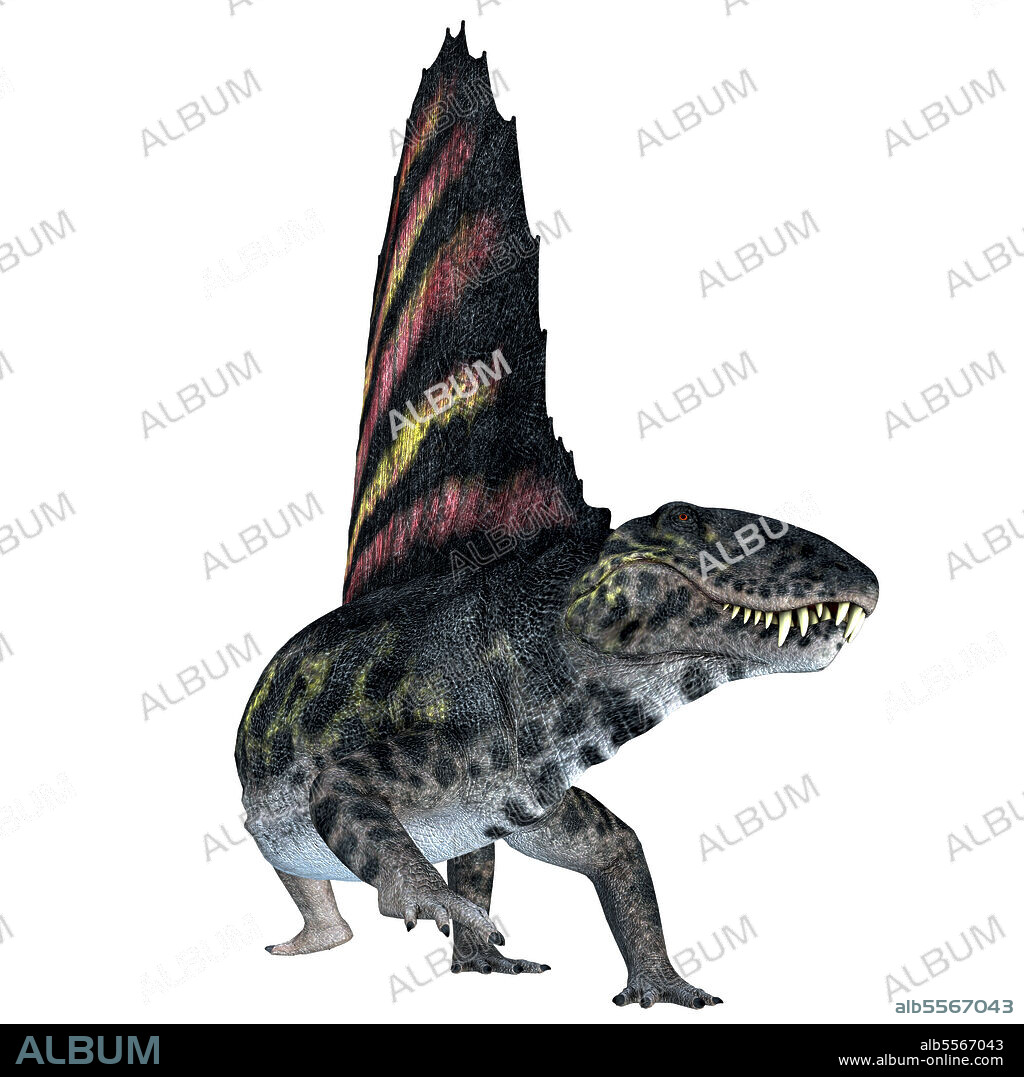 Dimetrodon reptile, front view. Dimetrodon was a sail-back carnivorous dinosaur that lived in North America and Europe during the Permian Period.