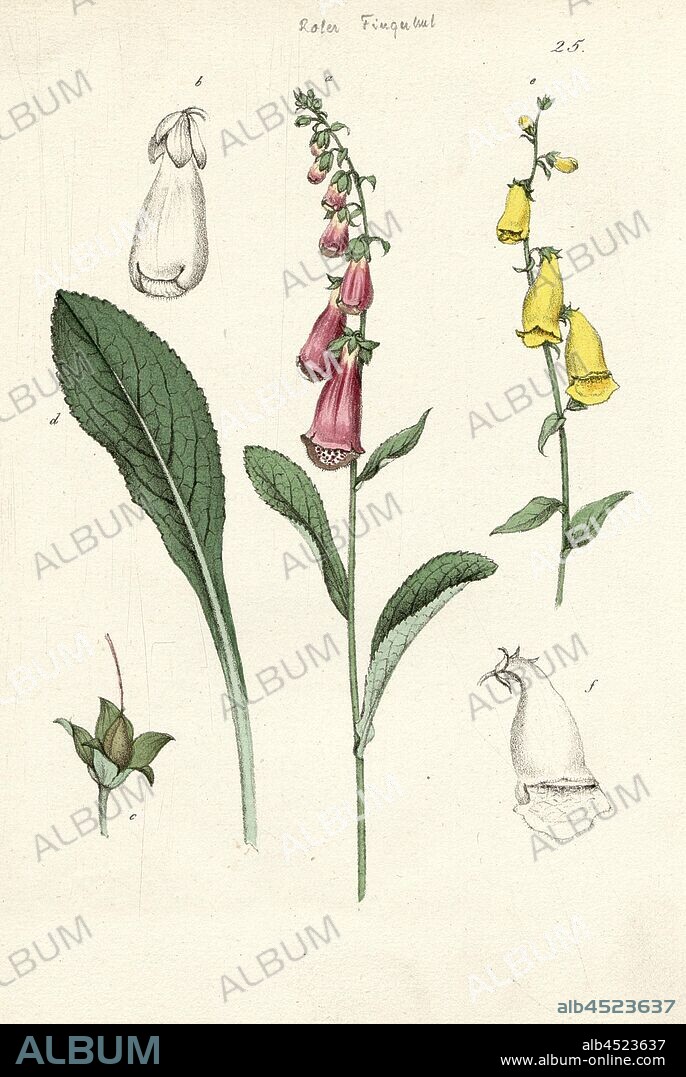Digitalis Purpurea L., Rother's thimble, thimble, Fig. 25, after p. 84, Labram, Jonas David (gezeichnet);, Brodtmann, C. J (lith.), Johannes Hegetschweiler, Jonas David Labram, C. J Brodtmann: Die Giftpflanzen der Schweiz. Zürich: Verlag von Albert Unflad; bei Johannes Esslinger, Praeceptor, [18--].
