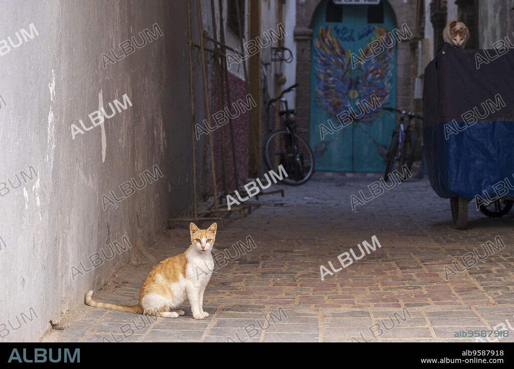 street cat, Essaouira, morocco, africa.