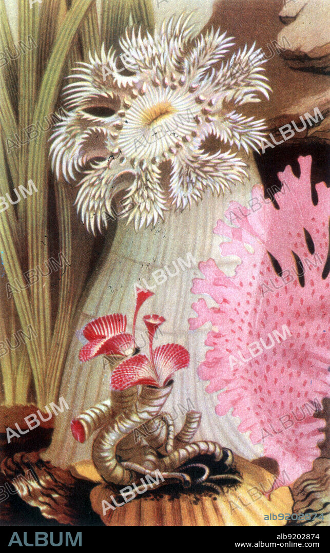 Plumose anemone. Members of the genus Metridium, also known as plumose anemones, are sea anemones found mostly in the cooler waters of the northern Pacific and Atlantic oceans. They are characterized by their numerous threadlike tentacles extending from atop a smooth cylindrical column, and can vary from a few centimeters in height up to one meter or more. In larger specimens, the oral disk becomes densely curved and frilly. Sea anemones are a group of water-dwelling, predatory animals of the order Actiniaria. They are named for the anemone, a terrestrial flower. Sea anemones are classified in the phylum Cnidaria, class Anthozoa, subclass Hexacorallia. Anthozoa often have large polyps that allow for digestion of larger prey and also lack a medusa stage. Many sea anemones form symbiotic relationships with single-celled algae, whether zooxanthellae or zoochlorellae, that live within their cells. The global trade in marine ornamentals for aquariums is rapidly expanding, and threatens sea anemone populations as the trade depends on collection from the wild, and the animals grow and reproduce relatively slowly. Undated, no illustrator credited.