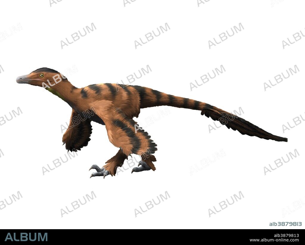 Sinornithosaurus dinosaur, white background.