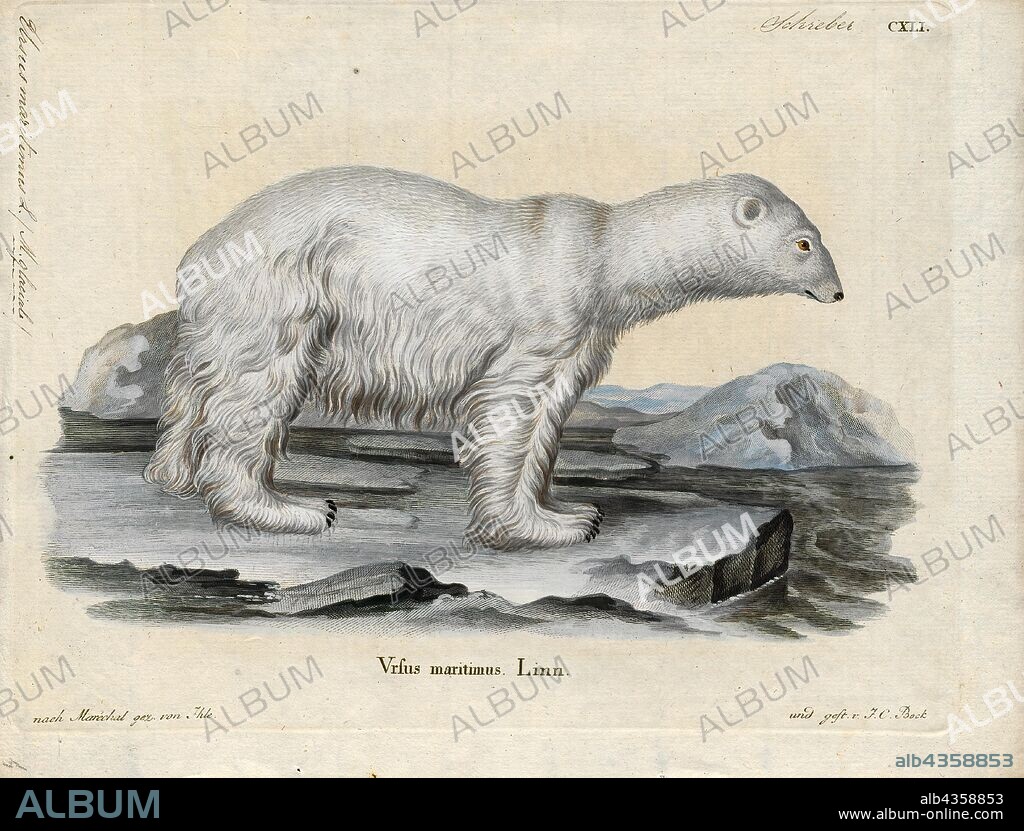 Ursus maritimus, Print, The polar bear (Ursus maritimus) is a hypercarnivorous bear whose native range lies largely within the Arctic Circle, encompassing the Arctic Ocean, its surrounding seas and surrounding land masses. It is a large bear, approximately the same size as the omnivorous Kodiak bear (Ursus arctos middendorffi). A boar (adult male) weighs around 350–700 kg (772–1, 543 lb), while a sow (adult female) is about half that size. Polar bears are the largest land carnivores currently in existence, rivaled only by the Kodiak bear. Although it is the sister species of the brown bear, it has evolved to occupy a narrower ecological niche, with many body characteristics adapted for cold temperatures, for moving across snow, ice and open water, and for hunting seals, which make up most of its diet. Although most polar bears are born on land, they spend most of their time on the sea ice. Their scientific name means "maritime bear" and derives from this fact. Polar bears hunt their preferred food of seals from the edge of sea ice, often living off fat reserves when no sea ice is present. Because of their dependence on the sea ice, polar bears are classified as marine mammals., 1700-1880.