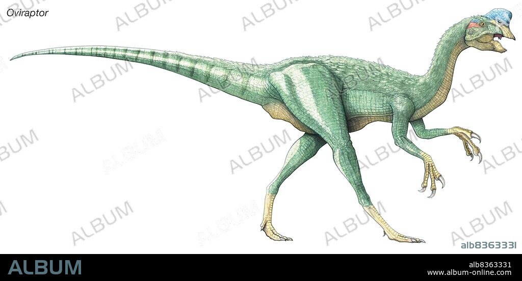 Oviraptor, "egg thief" or "egg robber," late Cretaceous dinosaur. A birdlike predator with a crest and a horny beak.