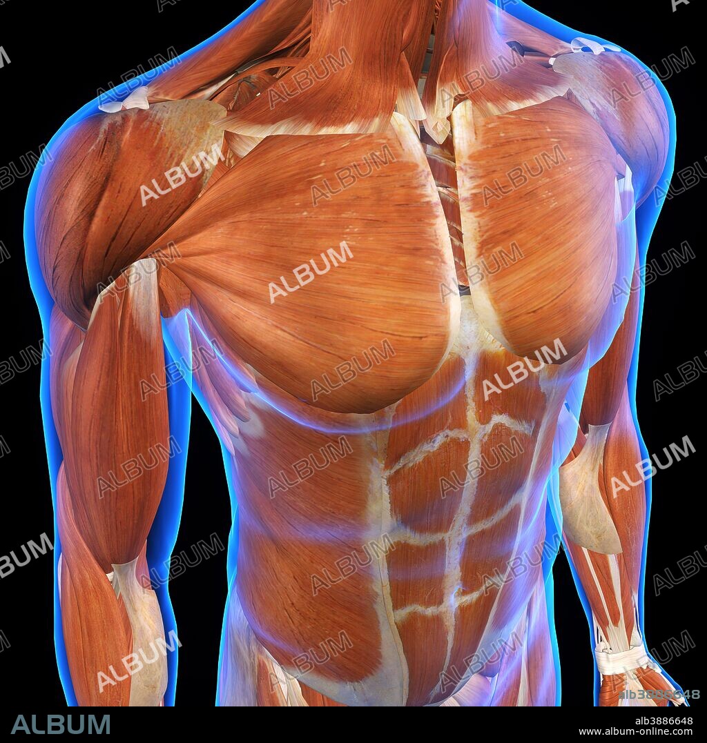 Front, three quarter view of a male chest and abdomen muscles, x-ray style on black background.