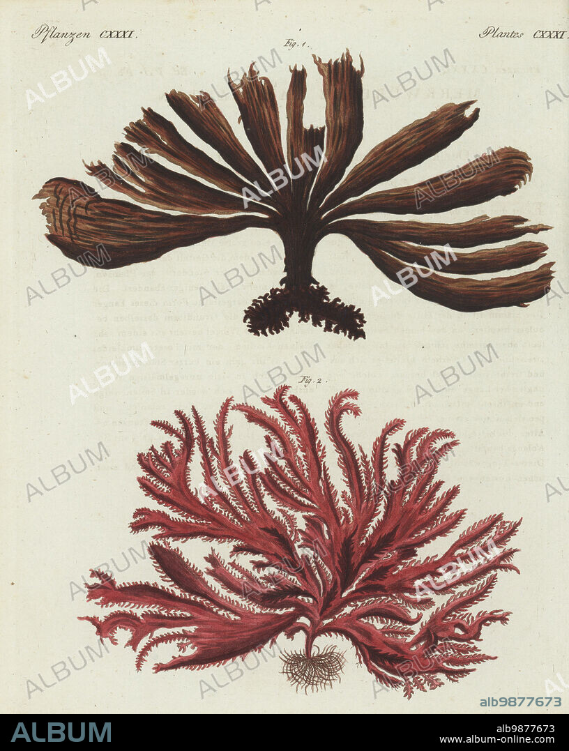 Furbellow, Saccorhiza polyschides 1, and eyelash weed, Calliblepharis ciliata 2. Fucus bulbosa, Fucus ciliatus. Handcoloured copperplate engraving from Carl Bertuch's Bilderbuch fur Kinder (Picture Book for Children), Weimar, 1810. A 12-volume encyclopedia for children illustrated with almost 1,200 engraved plates on natural history, science, costume, mythology, etc., published from 1790-1830.