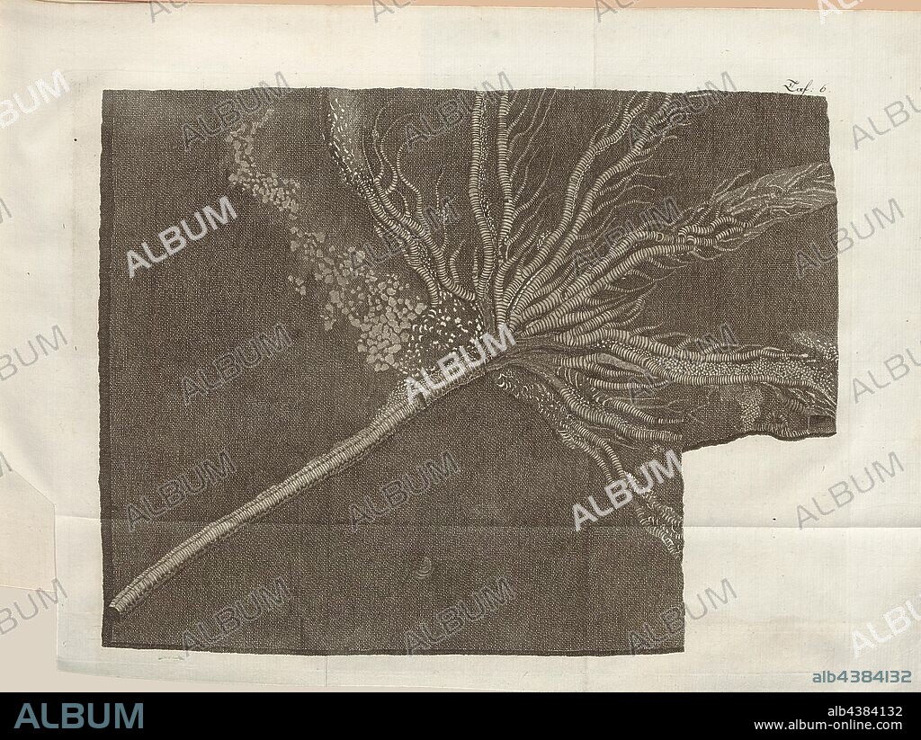 Fossil 1, Petrification in slate; Encrinus or stalked medusa, copper engraving, pl. 6, after p. 42, Johann Gerhard Reinhard Andreae, Briefe aus der Schweiz. Nach Hannover geschrieben in dem Jare 1763. Zürich [etc.]: bei Joh. Caspar Füessli Sohn [etc.], 1776.