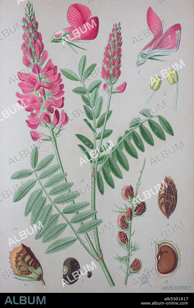 Onobrychis viciifolia, sativa or common sainfoin  /  Saat-Esparsette, Futter-Esparsette, Esparcette, Pflanzenart aus der Gattung der Esparsetten, Digital improved reproduction of an original print from the 19th century / digitale Reproduktion von einer Originalvorlage aus dem 19. Jahrhundert.