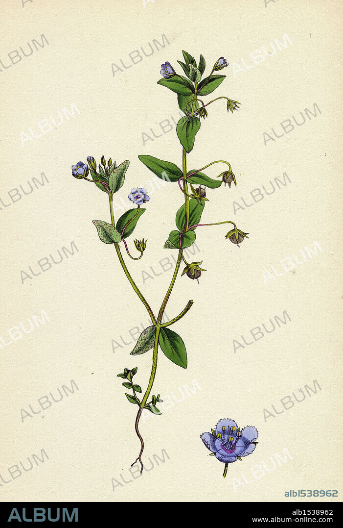 Anagallis arvensis, var. caerulea; Blue Pimpernel.
