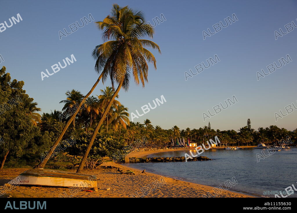 Palm trees and beach at sunset, Morris Bay, St. Mary, Antigua, Leeward Islands, West Indies, Caribbean, Central America.