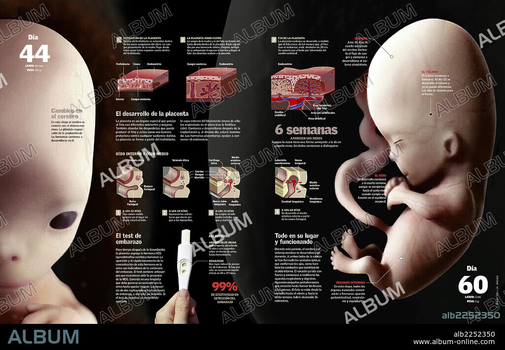 ? Feto y placenta a las 6 semanas. Infografía del desarrollo fetal y la placenta hasta el día 60 de gestación.