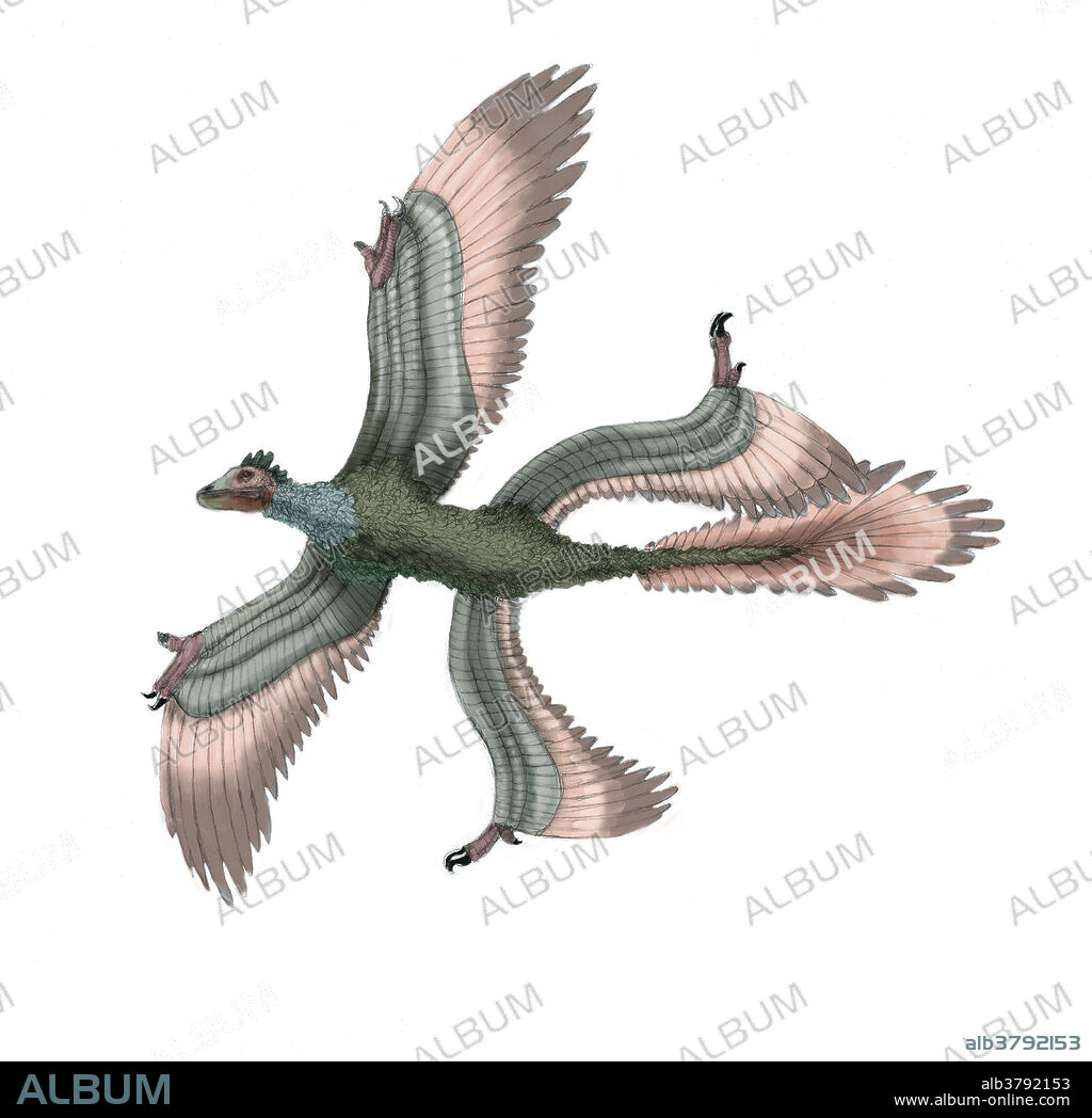 Illustration of a Microraptor. Numerous fossil examples of this small, four-winged dinosaur from the early Cretaceous have been found in China.
