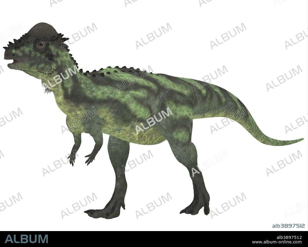 Pachycephalosaurus dinosaur was a bipedal omnivore with an extremely thick skull, and existed during the Cretaceous Period.