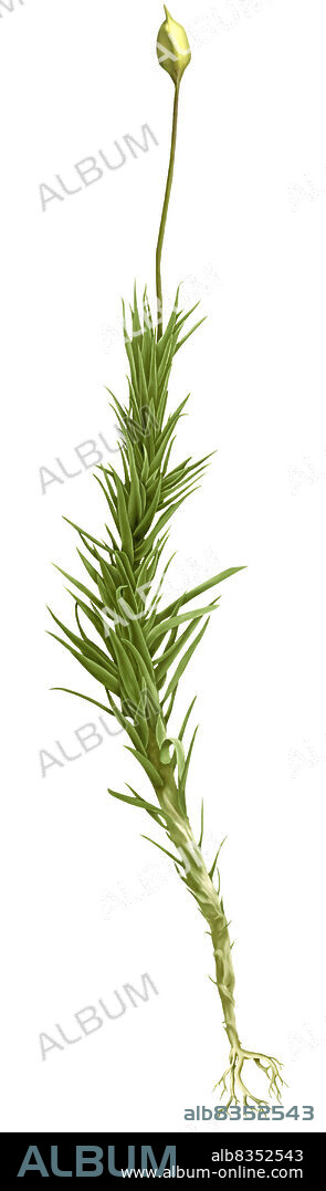 Flowerless plant, usually small in size, that grows in large tightly packed tufts to create a veritable soft carpet.