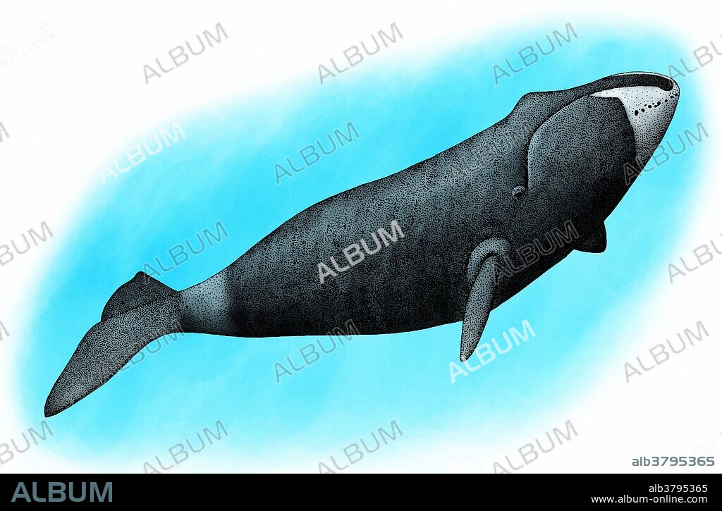 Illustration of the Bowhead Whale (Balaena mysticetus), also known as Greenland Right Whale and Arctic Whale.