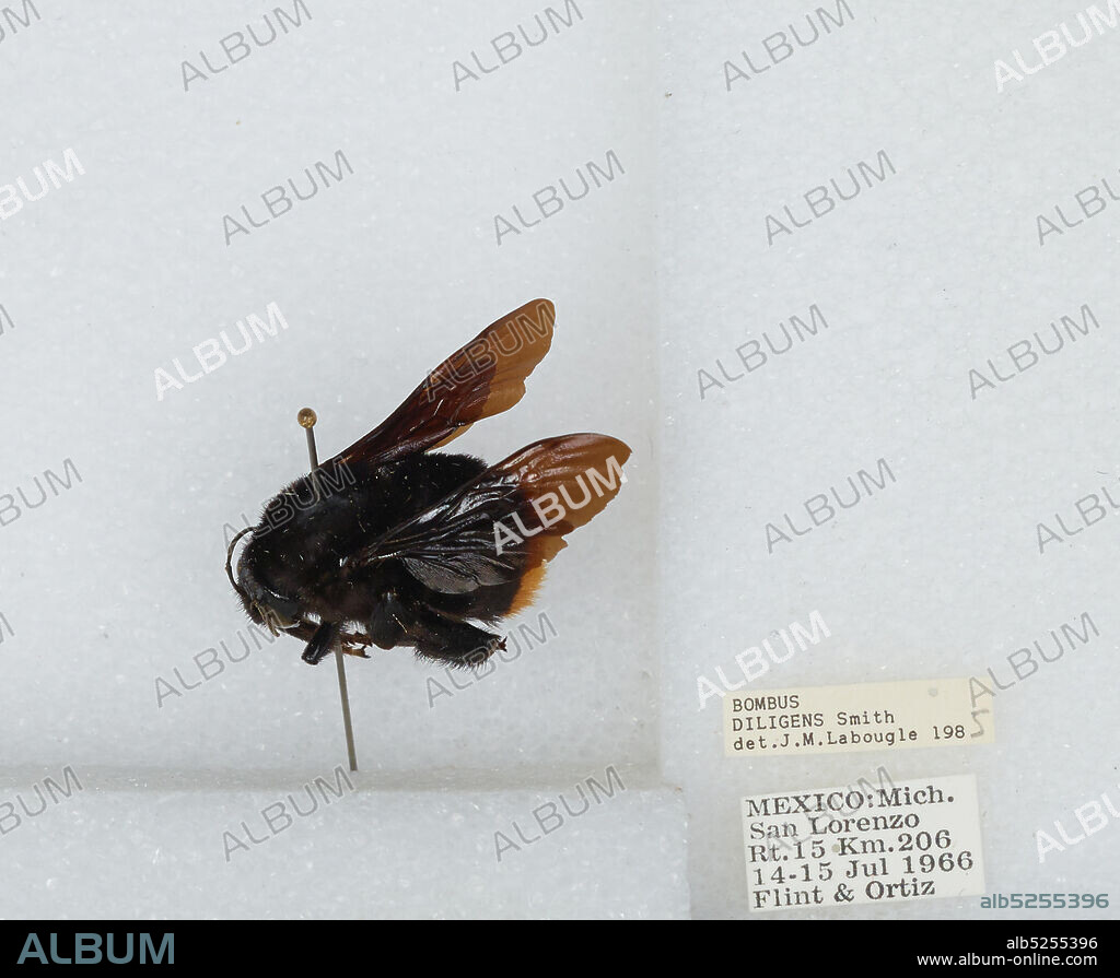 San Lorenzo, Rt.15 Km.206, Michoacan, Mexico, Bombus (Mendacibombus) defector Skorikov, Animalia, Arthropoda, Insecta, Hymenoptera, Apidae, Apinae.