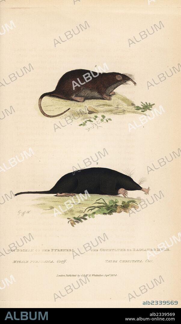 Pyrenean desman, Galemys pyrenaicus (vulnerable) and star-nosed mole, Condylura cristata. (Desmax of the Pyrenees, Mygale pyrenaica, and condylure or radiated mole, Talpa christata.) Handcoloured copperplate engraving by Griffith, Harriet or Edward, from Edward Griffith's The Animal Kingdom by the Baron Cuvier, London, Whittaker, 1824.
