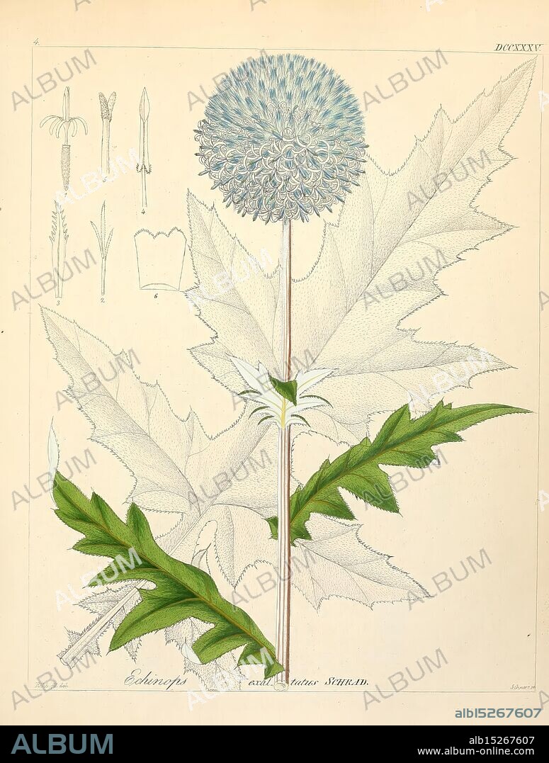 Icones florae Germanicae et Helveticae, simul Pedemontanae, Tirolensis, Istriacae, Dalmaticae, Austriacae, Hungaricae, Transylvanicae, Moravicae, Borussicae, Holsaticae, Belgicae, Hollandicae, ergo Mediae Europae. Lipsiae, F. Hofmeister 1834-1912. [v. 1, 1850], Europe, pictorial works, plants, The illustration showcases a striking plant characterized by its large, spherical flower head composed of numerous pale blue florets. Below the flower, a tall, slender stem connects to broad, lobed leaves with prominent serrations along the edges, adding to the plant's distinctive appearance. Surrounding the central depiction are smaller sketches that detail various stages and parts of the plant, including buds and leaves, providing a comprehensive botanical study. The intricate lines and subtle color variations emphasize the natural beauty and complexity of the specimen, highlighting its significance in the study of flora. The labeling at the bottom offers insights into its classification and botanical nomenclature.