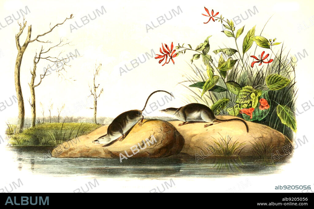 Sumpfspitzmaus, Sorex bendirii, auch bekannt als Pazifische Wasserspitzmaus, Bendire-Wasserspitzmaus, Bendire-Spitzmaus und Jesus-Spitzmaus, digital restaurierte Reproduktion einer Originalvorlage aus dem 19. Jahrhundert, genaues Originaldatum nicht bekannt / marsh shrew, Sorex bendirii, also known as the Pacific water shrew, Bendire's water shrew, Bendire's shrew and Jesus shrew, historical, digital improved reproduction of an original from the 19th century.