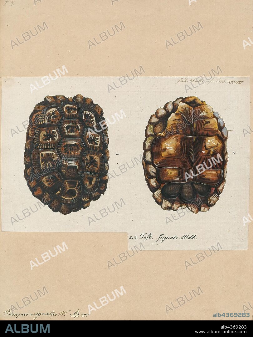 Homopus signatus, Print, Chersobius signatus is the world's smallest species of tortoise (family Testudinidae). The species is commonly known as the speckled tortoise and also known locally as the speckled padloper and internationally as the speckled Cape tortoise. A member of the genus Chersobius, it is endemic to South Africa., shell.