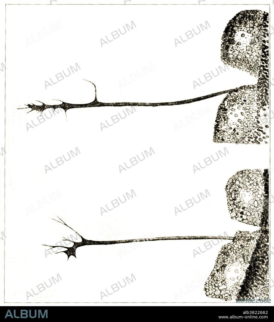 Two views of a nerve fibre taken fifty minutes apart, during which time the fibre has stretched. Drawn by Ross Granville Harrison, 1908. Harrison (1870-1959) was an American biologist and anatomist credited as the first to work successfully with artificial tissue culture.