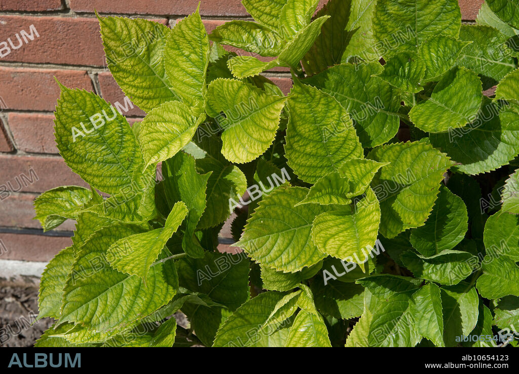 Lime-induced iron deficiency symptoms on the new leaves of a Hydrangea macrophylla garden shrub, Berkshire, England, in June.