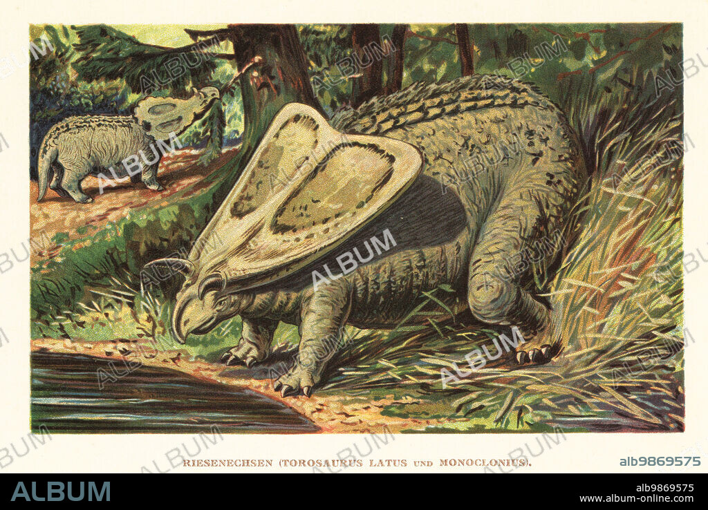Torosaurus latus (foreground) and Monoclonius crassus foraging from a tree, extinct herbivorous ceratopsid dinosaurs from the late Cretaceous. Riesenechsen, Torosaurus latus und Monoclonius. Colour printed illustration by F. John from Wilhelm Bolsches Tiere der Urwelt (Animals of the Prehistoric World), Reichardt Cocoa company, Hamburg, 1908.