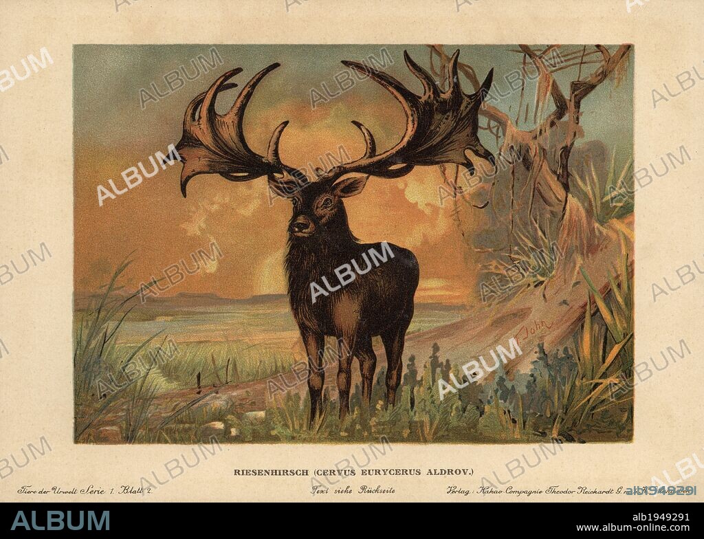 Irish Elk, Megaloceros giganteus, extinct species of giant deer from the Late Pleistocene. Colour printed (chromolithograph) illustration by F. John from "Tiere der Urwelt" Animals of the Prehistoric World, 1910, Hamburg. From a series of prehistoric creature cards published by the Reichardt Cocoa company.